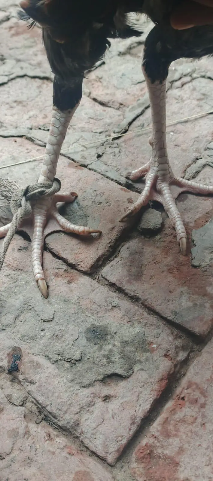 Lakha patha for sale — photo 3