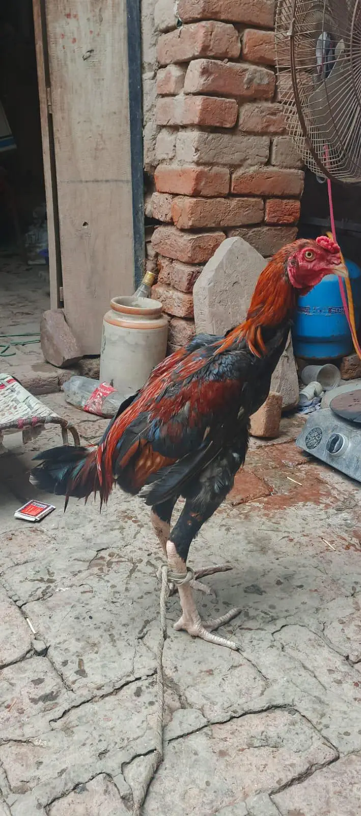Lakha patha for sale — photo 4