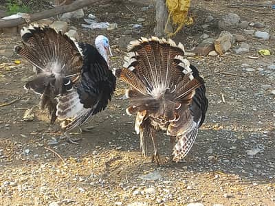 pair and males available