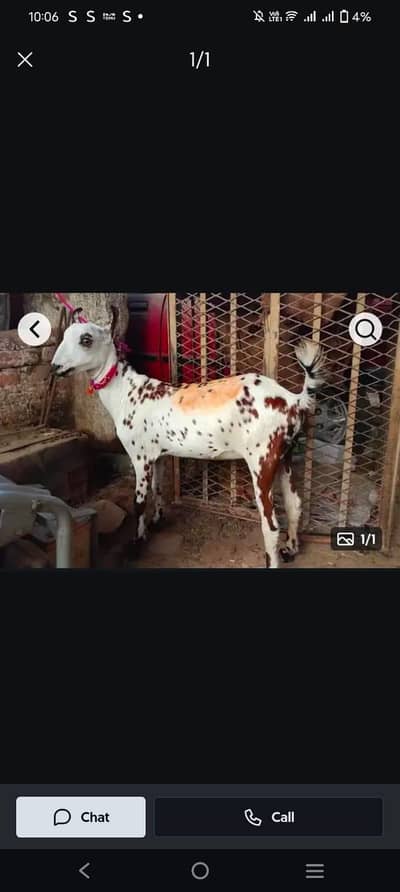 Bhai ye Bakra fakeer hai lekin niyaz or ghost k lye bhot acha hai