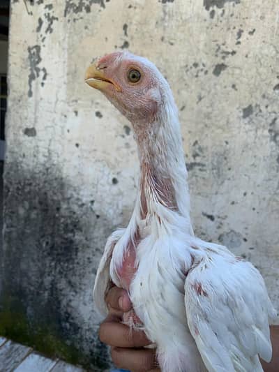 paper white Parrot Beak