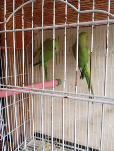green ring neck breeder pair for sale