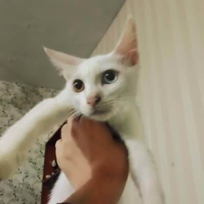 Kittens For sale