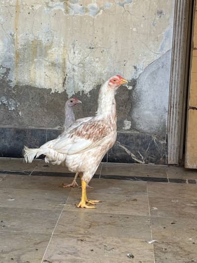 aseel hera murgi