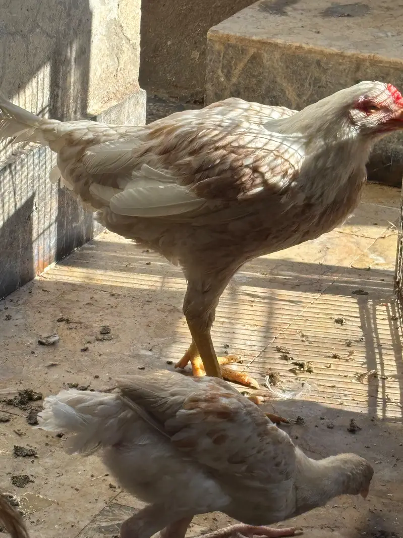 aseel hera murgi — photo 2