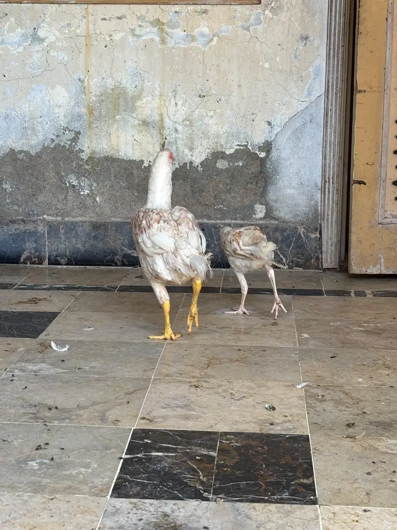 aseel hera murgi — photo 3