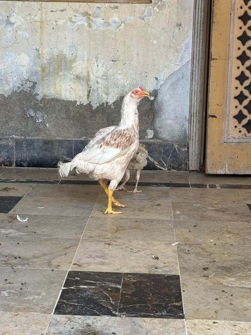 aseel hera murgi — photo 5