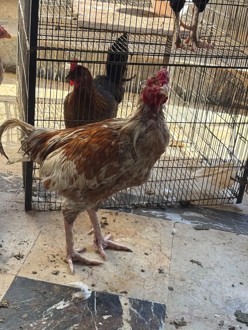 aseel hera murgi — photo 6
