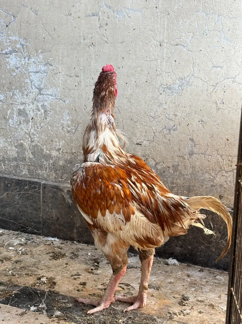 aseel hera murgi — photo 7