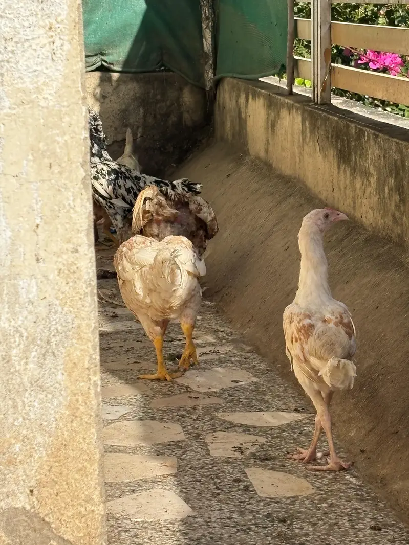 aseel hera murgi — photo 10