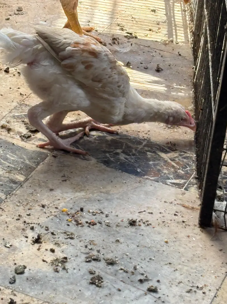 aseel hera murgi — photo 12