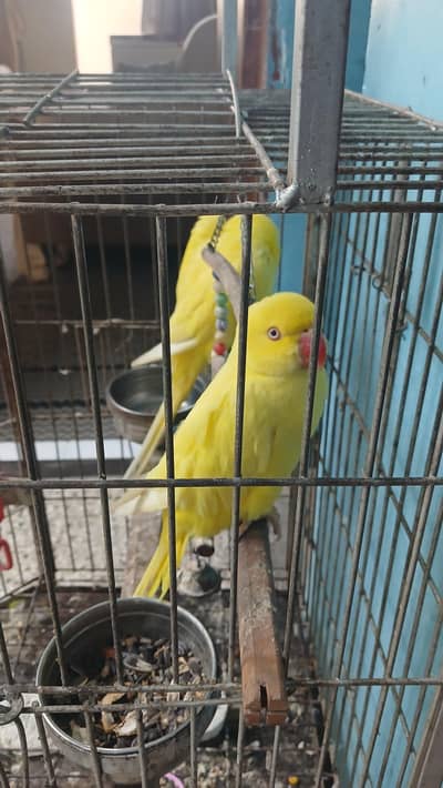 yellow Ringneck pair with fancy Cage