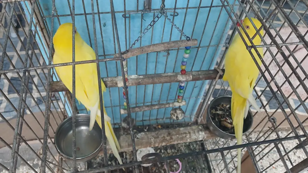 yellow Ringneck pair with fancy Cage — photo 2