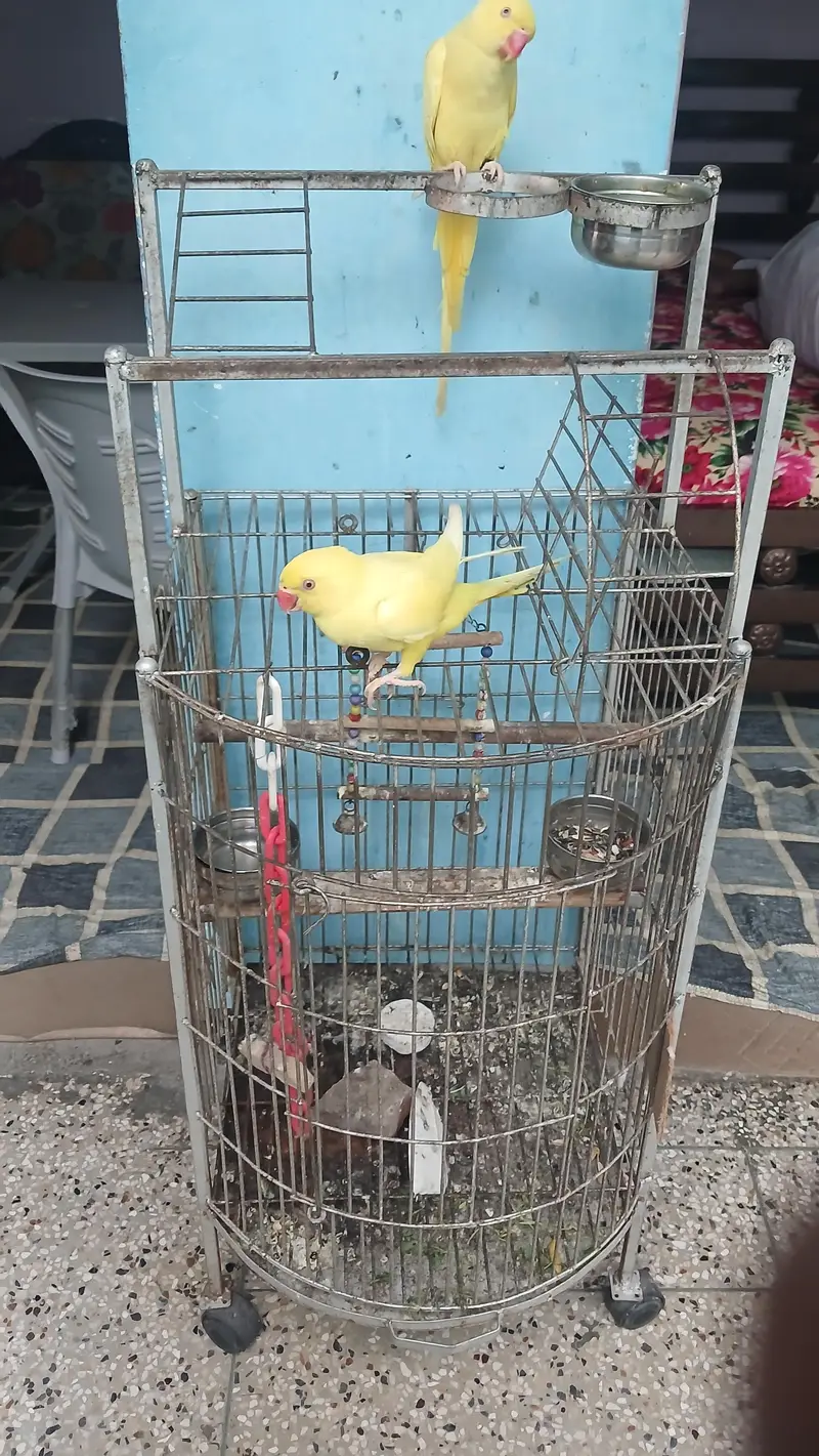 yellow Ringneck pair with fancy Cage — photo 3