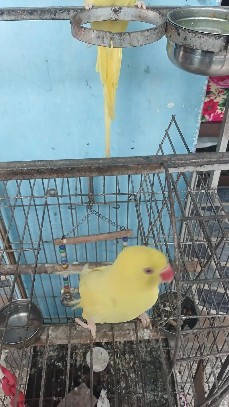 yellow Ringneck pair with fancy Cage — photo 4