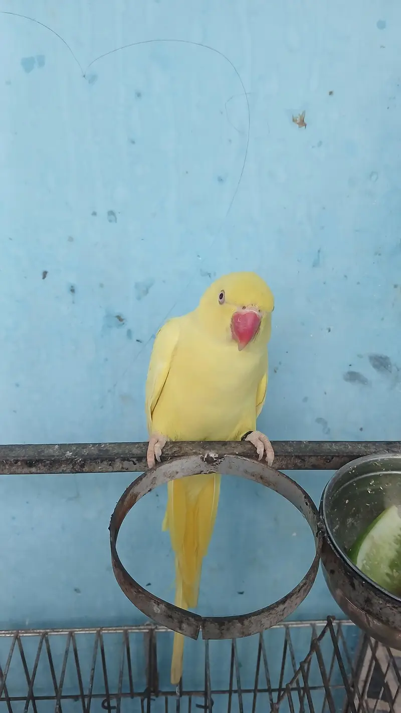 yellow Ringneck pair with fancy Cage — photo 5