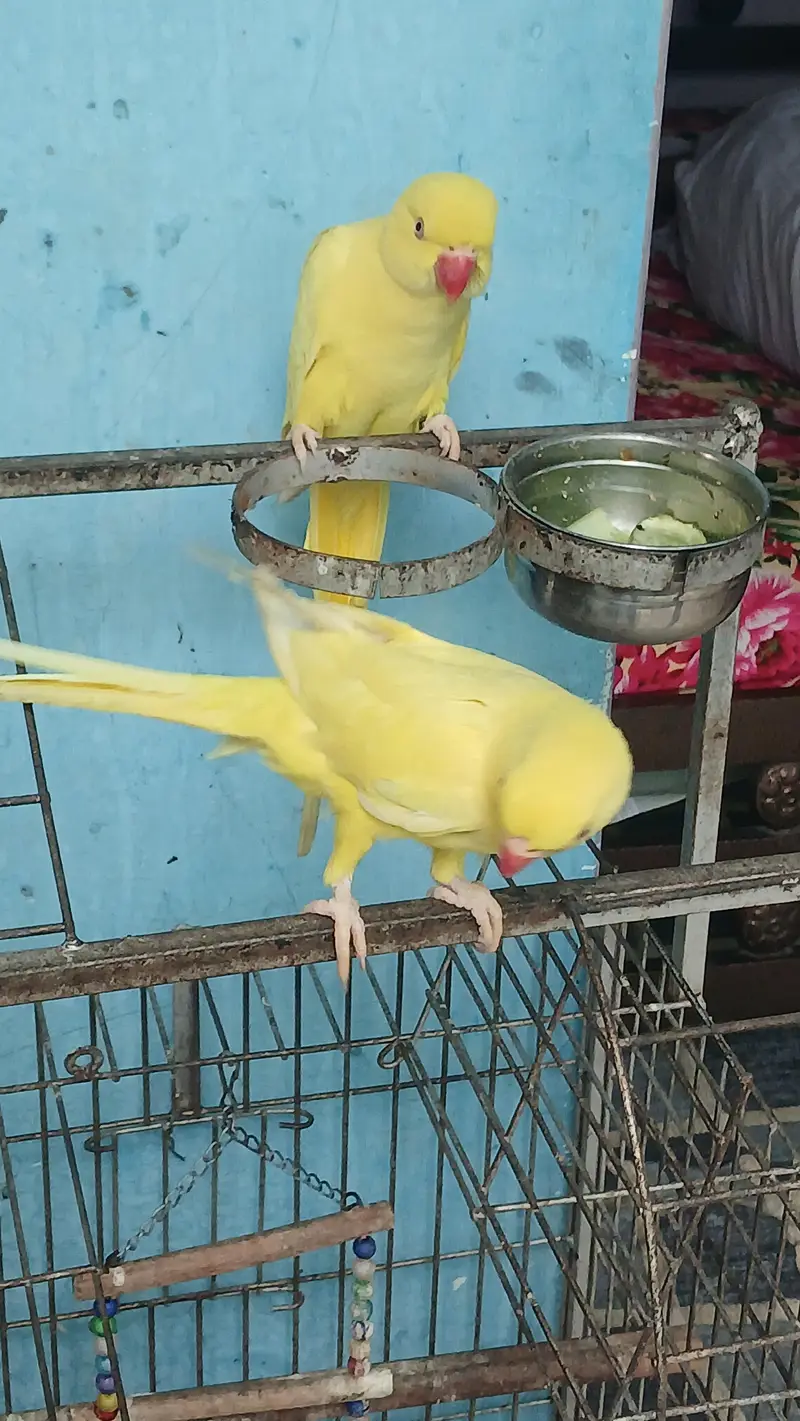yellow Ringneck pair with fancy Cage — photo 6