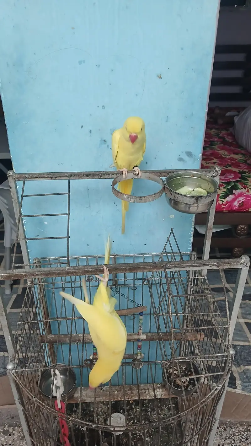 yellow Ringneck pair with fancy Cage — photo 7