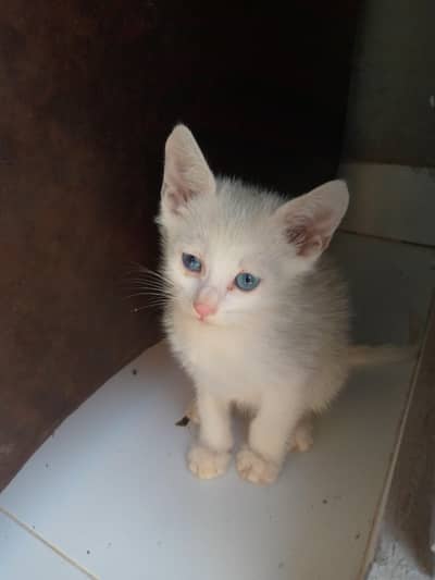 cat  -cats Pets For Sale in Rawalpindi