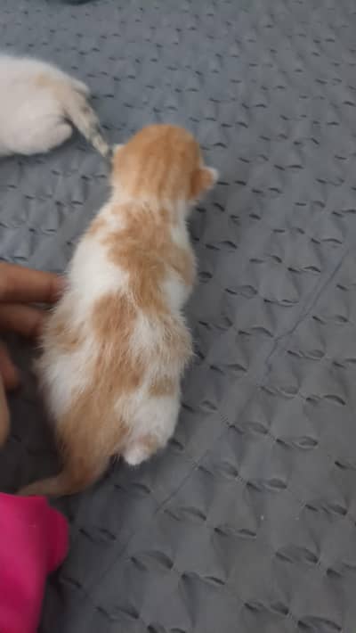 cat wth three kitten 7day age