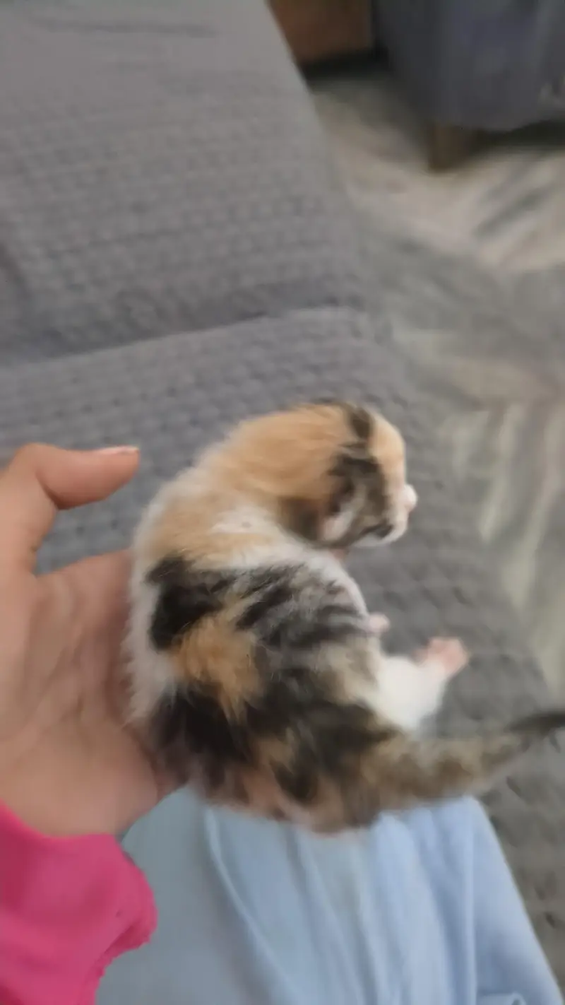 cat wth three kitten 7day age — photo 2