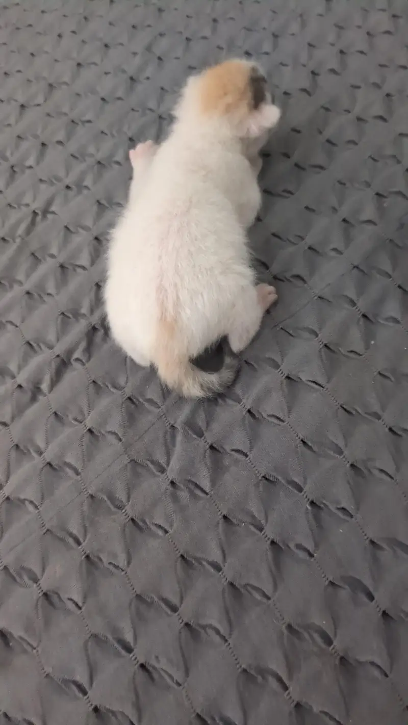cat wth three kitten 7day age — photo 3