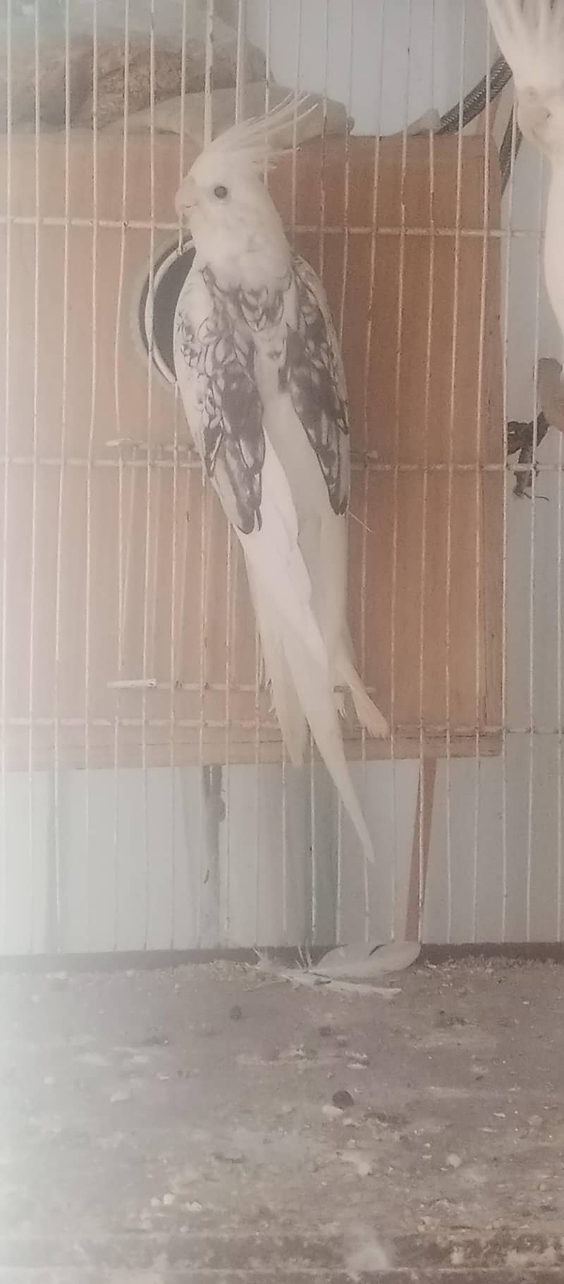 fellow split female breeder 1