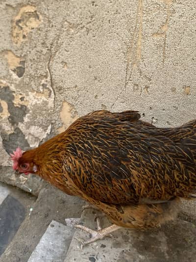 Eggs laying hens in very responsible price
