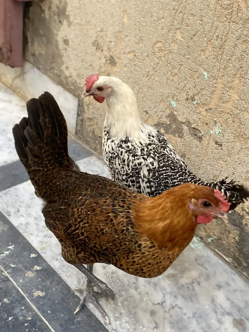 Eggs laying hens in very responsible price — photo 2