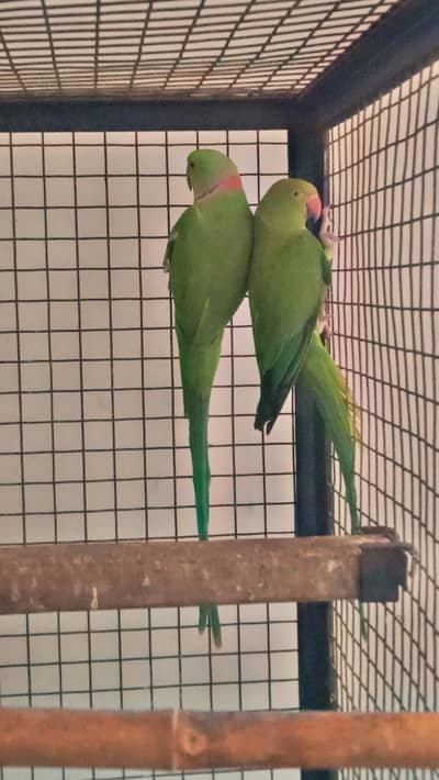 parrot for sale