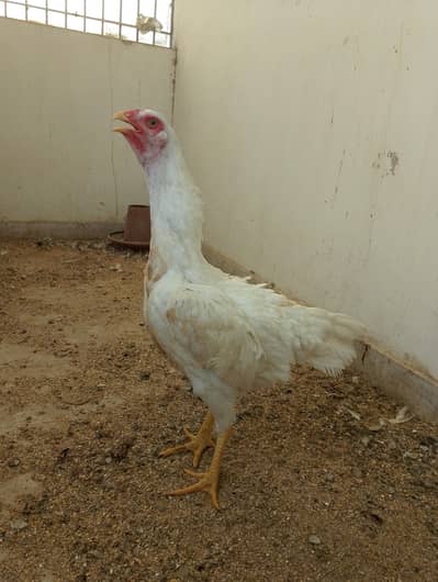 o shamo female