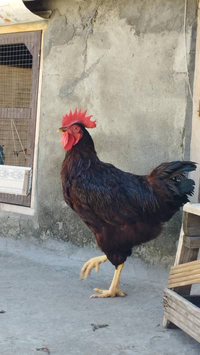 RIR Male For sale (Male Only)