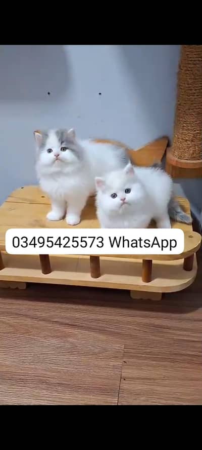 Quality Persian Punch face cat & kitten Male female Both available h