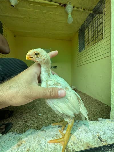 indian perrot beak long tail aseel / German oh shamo