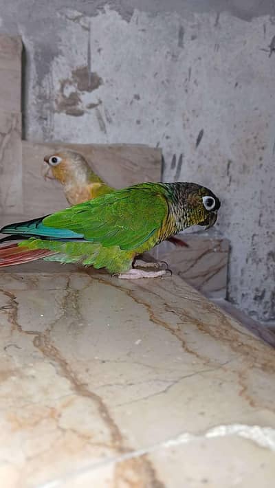 Cunore tame pair