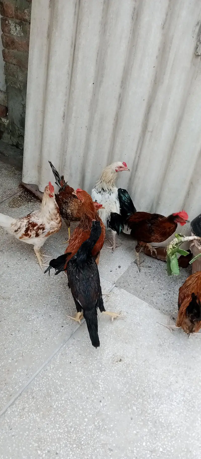 Aseel Desi Mix — photo 12
