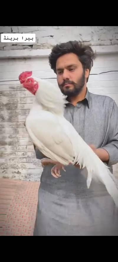 HIGH QUALITY HEERA CHICKS FOR SALE