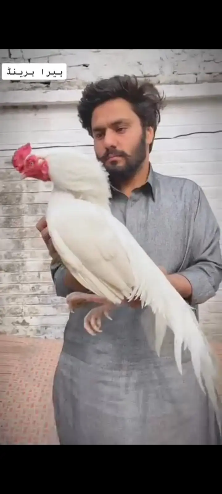 HIGH QUALITY HEERA CHICKS FOR SALE — photo 2