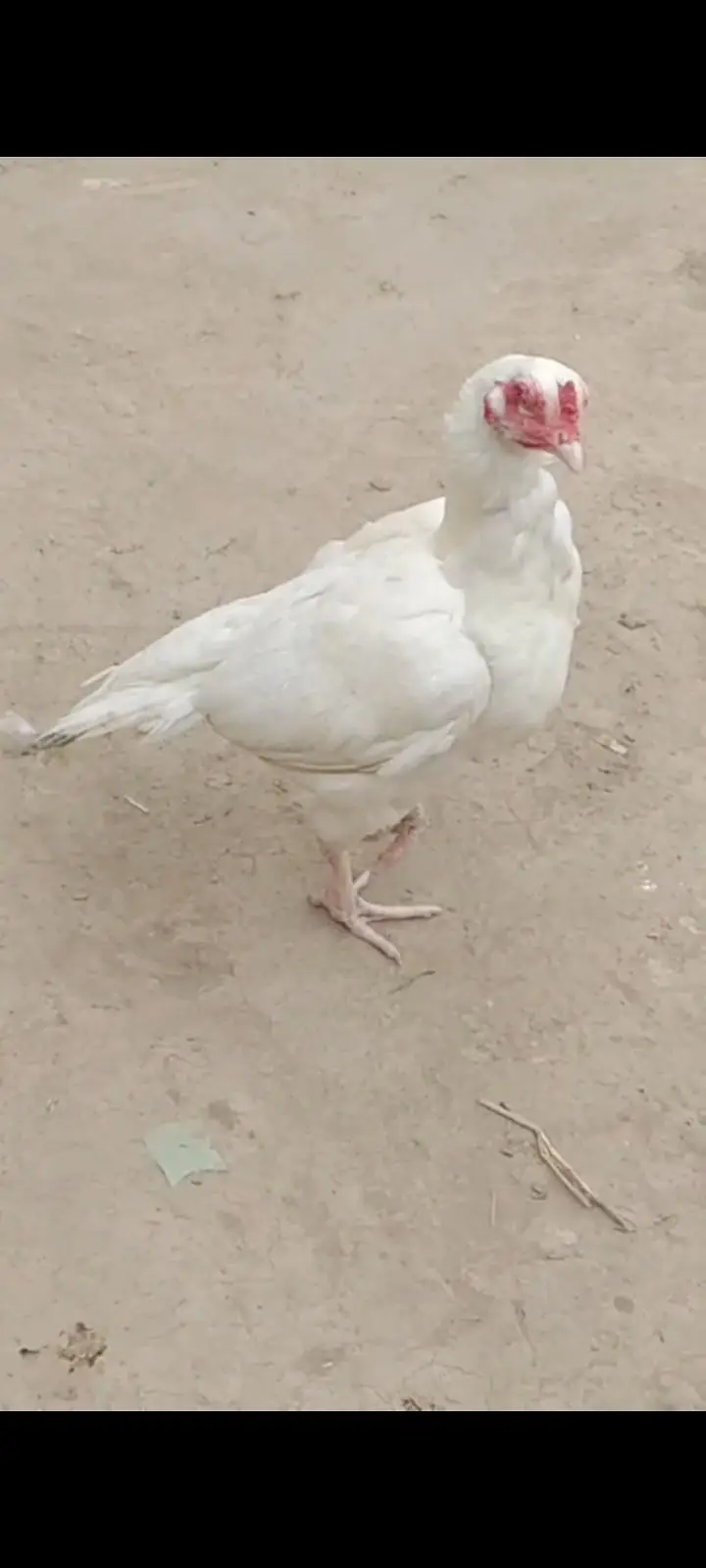 HIGH QUALITY HEERA CHICKS FOR SALE — photo 3