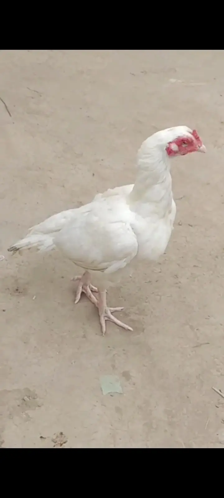 HIGH QUALITY HEERA CHICKS FOR SALE — photo 4