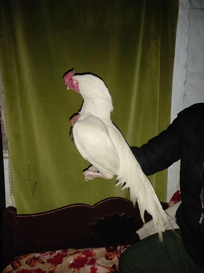 HIGH QUALITY HEERA CHICKS FOR SALE — photo 5