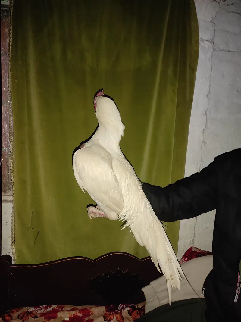 HIGH QUALITY HEERA CHICKS FOR SALE — photo 6
