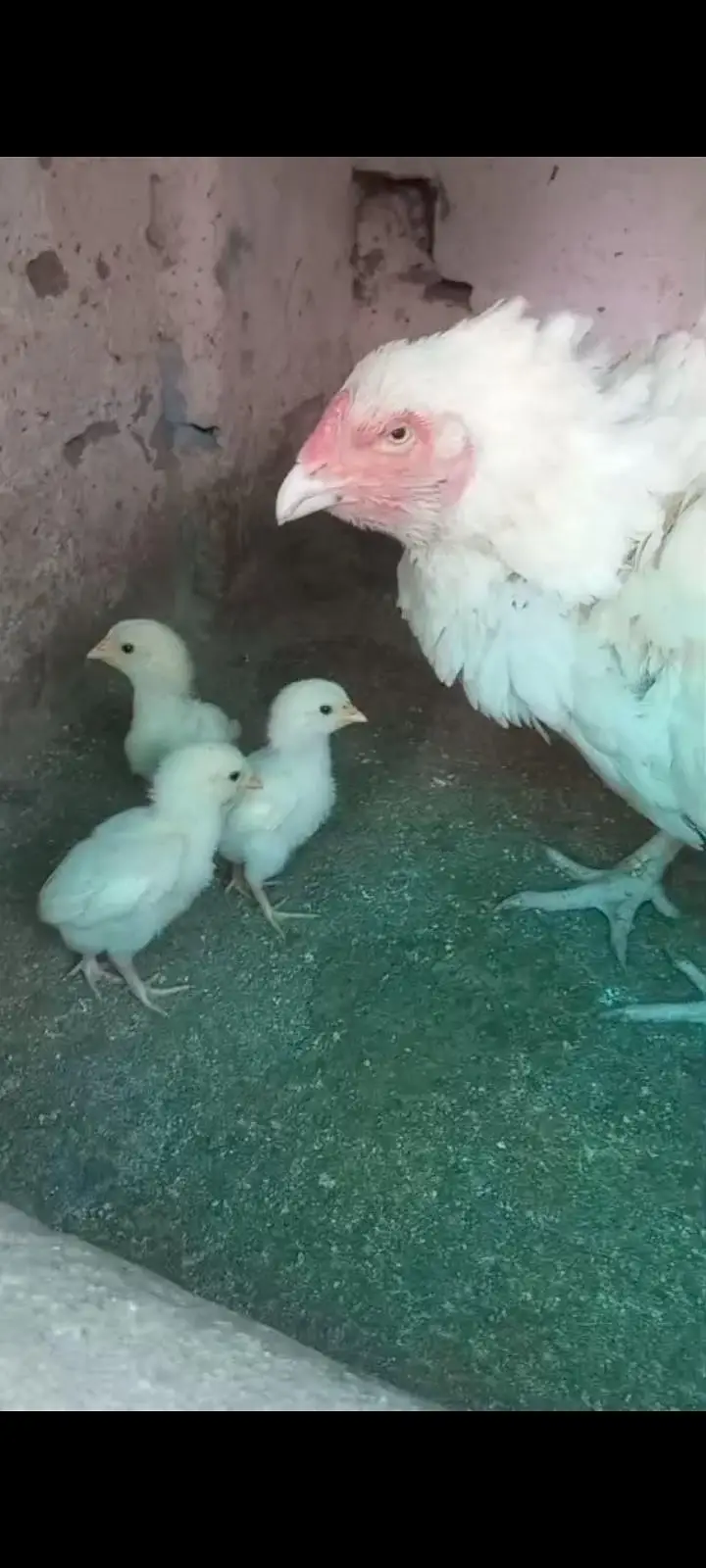 HIGH QUALITY HEERA CHICKS FOR SALE — photo 7