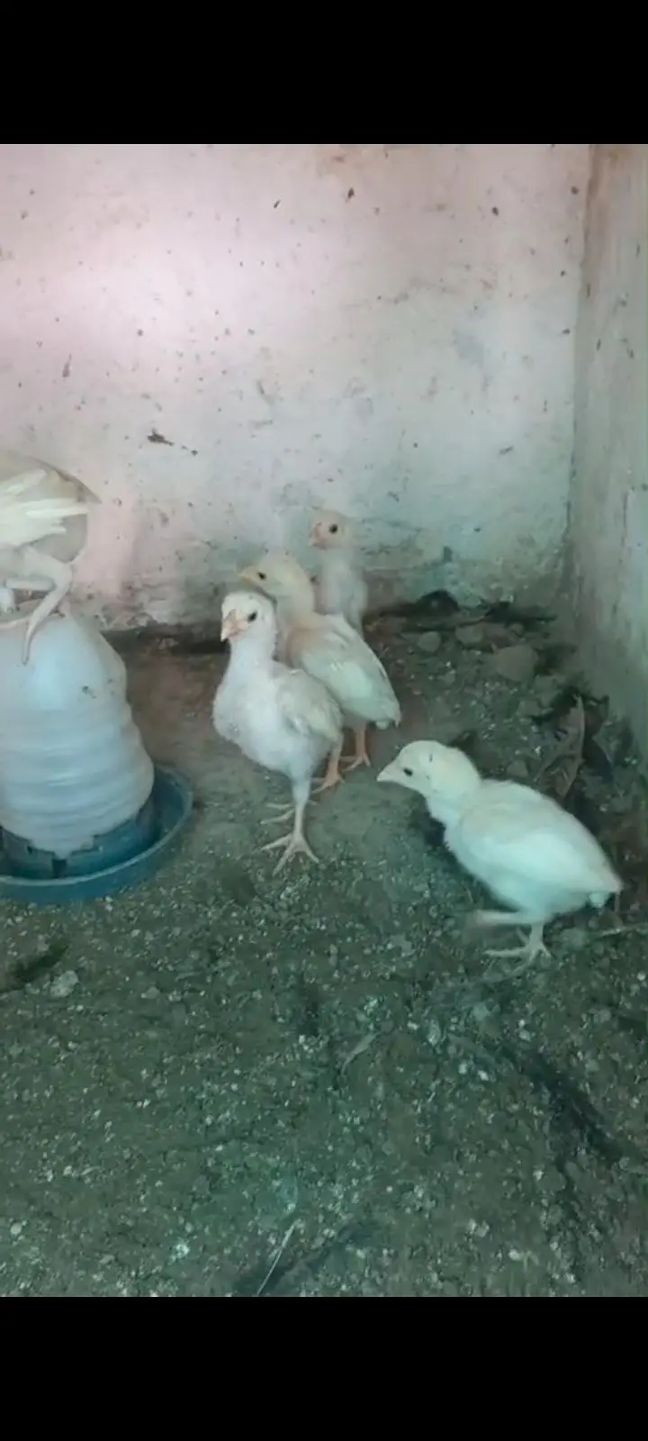 HIGH QUALITY HEERA CHICKS FOR SALE — photo 8