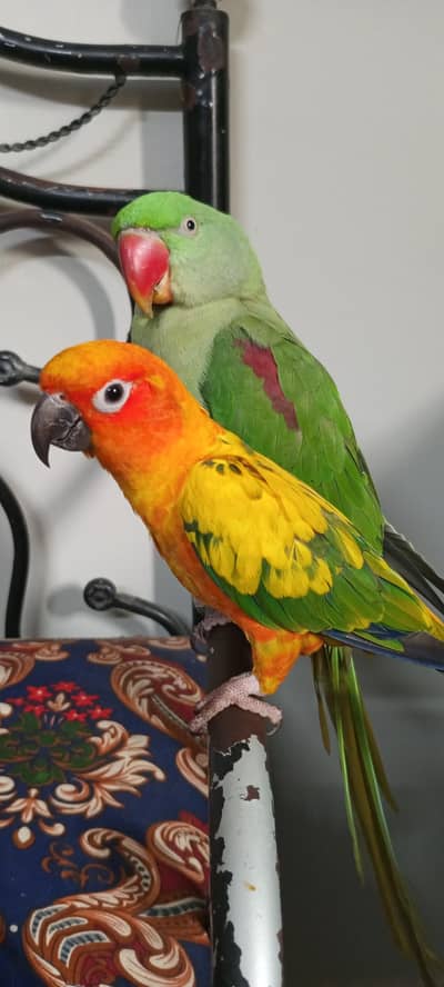 raw parrot and sunconure