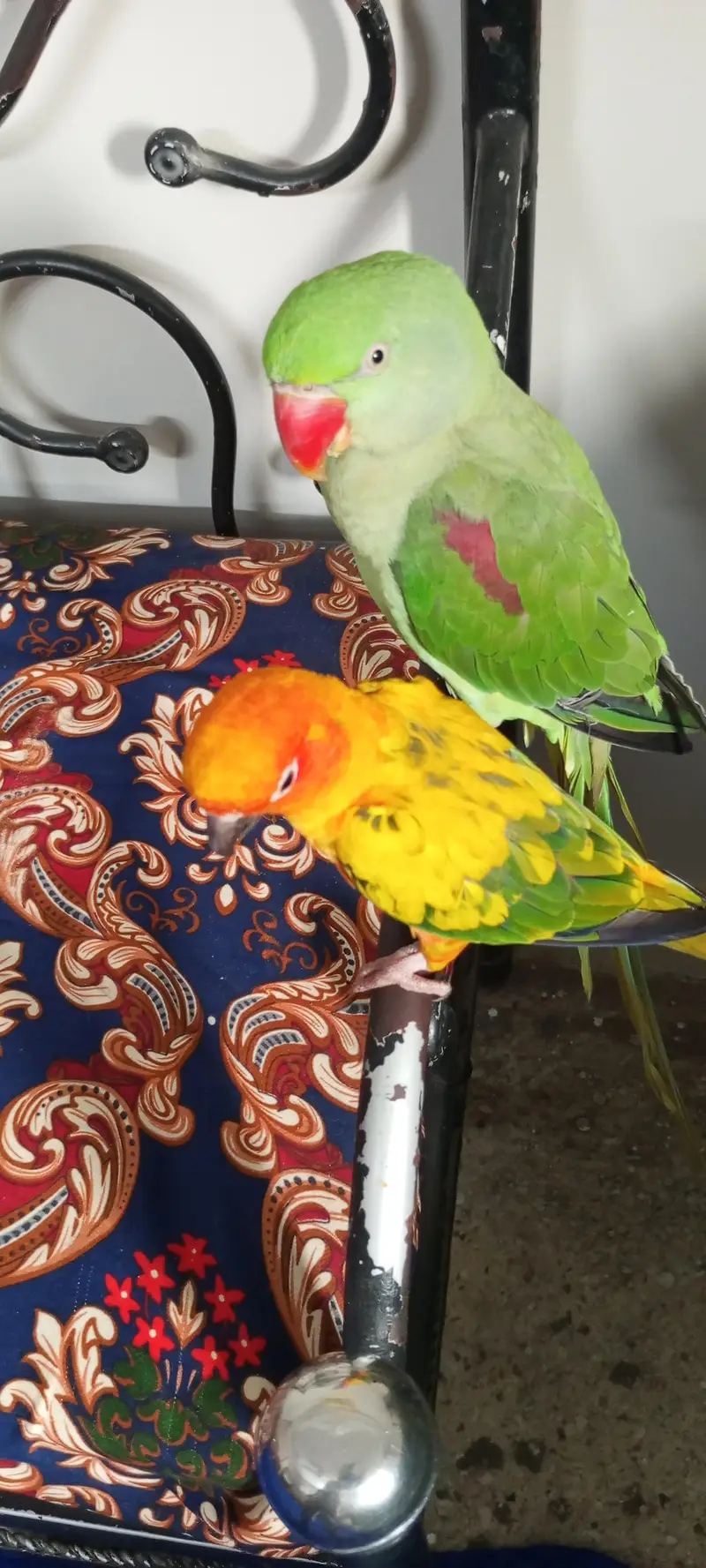 raw parrot and sunconure — photo 2