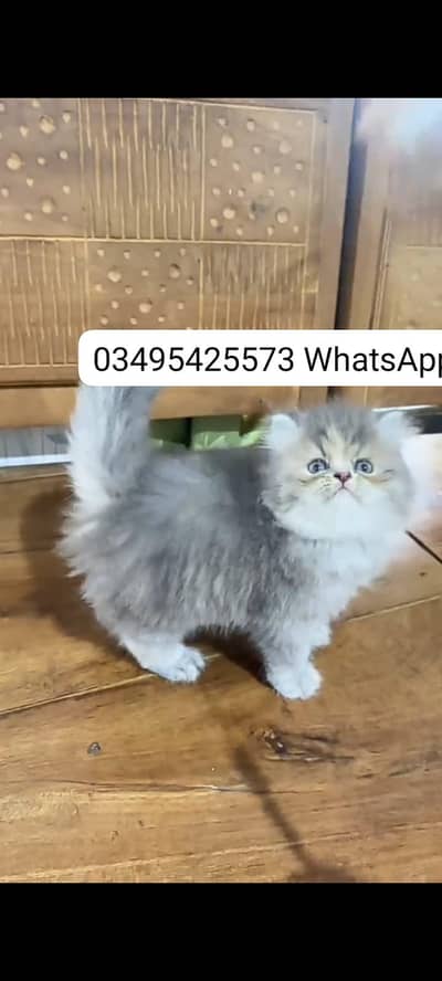Quality Persian Punch face cat & kitten Male female Both available h