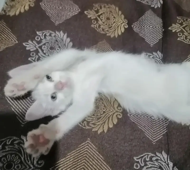 Cute kitten for sale — photo 2