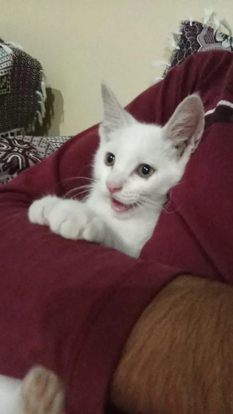 Cute kitten for sale — photo 3