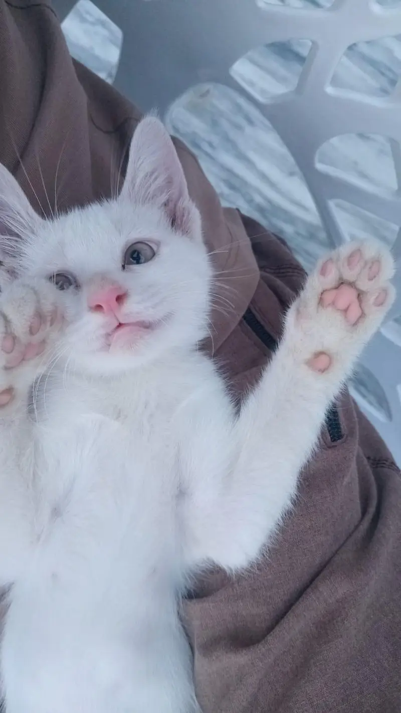 Cute kitten for sale — photo 4